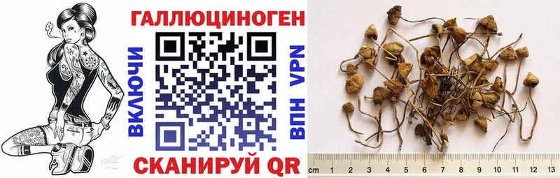 Купить закладки  Зима  Галлюциногенные грибы Magic Shrooms 